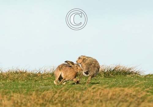    Brown Hares DM2032